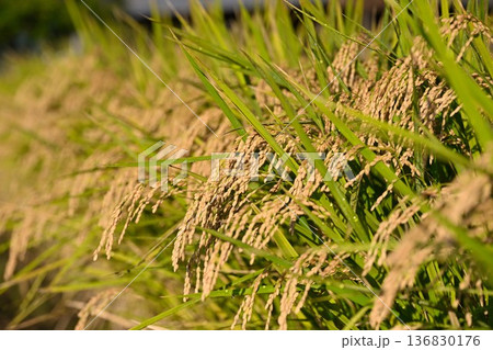 黄金色に輝くコシヒカリ（新潟県新潟市） 136830176