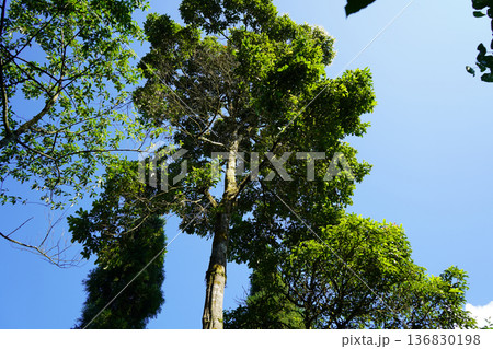 Vibrant Green Tropical Foliage Under Bright Sunlight in Himalayan Forest 136830198