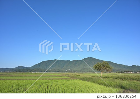 夏の青空と弥彦山と越後平野（新潟県） 136830254