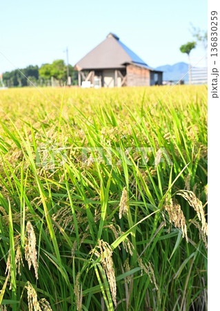 夏井のはさ木と稲穂の風景(新潟県新潟市西蒲区) 夏井のはさ木と稲穂の風景(新潟県新潟市西蒲区) 136830259