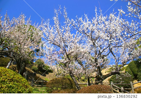 水戸の梅園 136830292