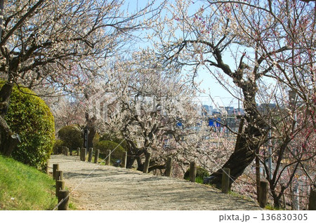 水戸の梅園 水戸の梅園 136830305