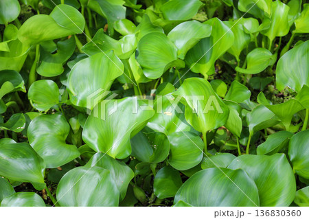 密生する水草 ホテイアオイ 136830360