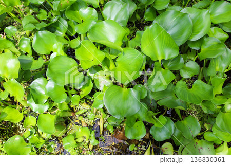 密生する水草 ホテイアオイ 136830361