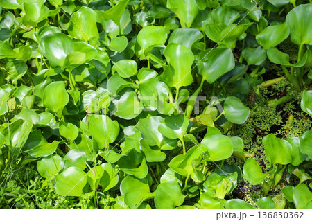 密生する水草 ホテイアオイ 136830362