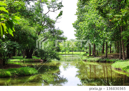 緑あふれる森を流れる川 緑あふれる森を流れる川 136830365