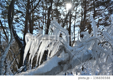 猪苗代湖のしぶき氷　福島 136830388
