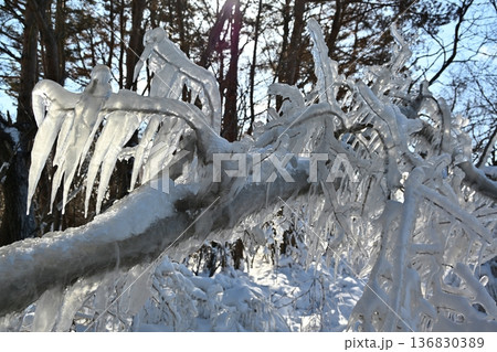 猪苗代湖のしぶき氷　福島 136830389