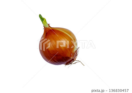 A head of old onion A head of old onion 136830457