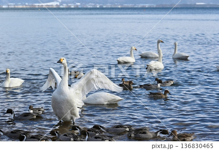 猪苗代湖の白鳥　福島 136830465