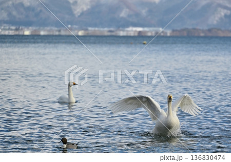 猪苗代湖の白鳥 福島 猪苗代湖の白鳥 福島 136830474