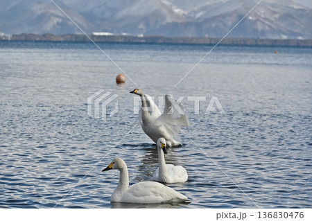 猪苗代湖の白鳥　福島 136830476
