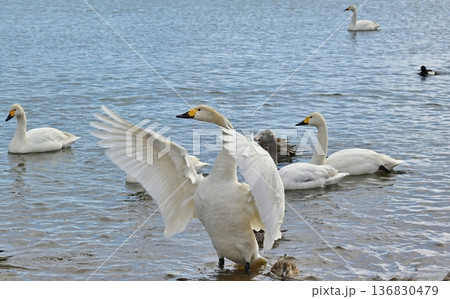 猪苗代湖の白鳥　福島 136830479