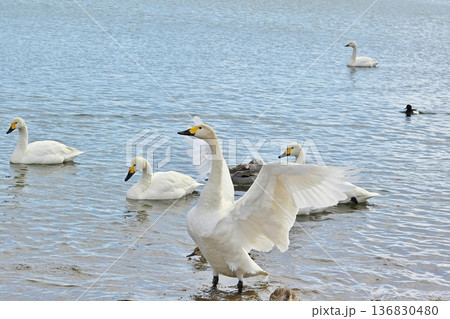 猪苗代湖の白鳥 福島 猪苗代湖の白鳥 福島 136830480