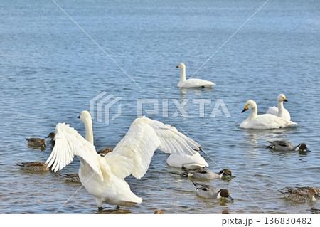 猪苗代湖の白鳥　福島 136830482
