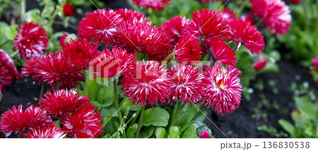 Corsican Bellis Perennis Flower. 136830538