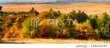 colorful trees 136830543