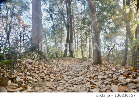 落ち葉の積もった冬の山道（鐘撞堂山／埼玉県寄居町） 136830557