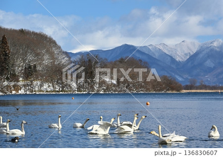 猪苗代湖の白鳥 福島 猪苗代湖の白鳥 福島 136830607