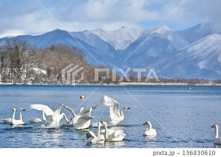 猪苗代湖の白鳥　福島 136830610