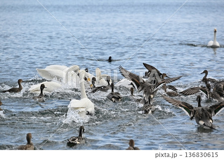 餌を奪い合う白鳥と鴨 福島 餌を奪い合う白鳥と鴨 福島 136830615