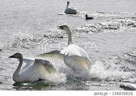 喧嘩する白鳥 福島 喧嘩する白鳥 福島 136830628