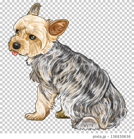 ヨークシャーテリア 136830636