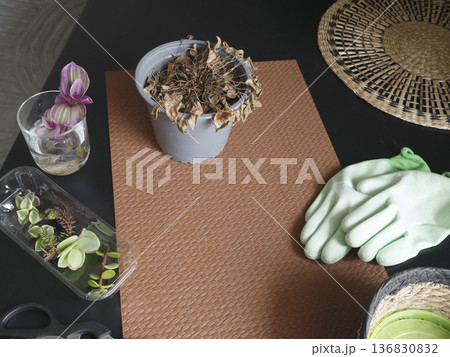 Caring for indoor plants at home. Potted flowers on a table in room. Tools, gloves, scissors, nature. Interior design. Caring for indoor plants at home. Potted flowers on a table in room. Tools, gloves, scissors, nature. Interior design. 136830832