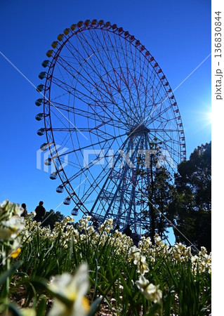 葛西臨海公園の水仙と観覧車　東京 136830844