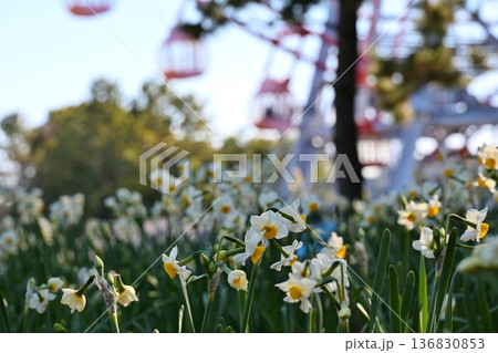 葛西臨海公園の水仙と観覧車　東京 136830853
