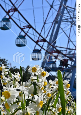 葛西臨海公園の水仙と観覧車　東京 136830855