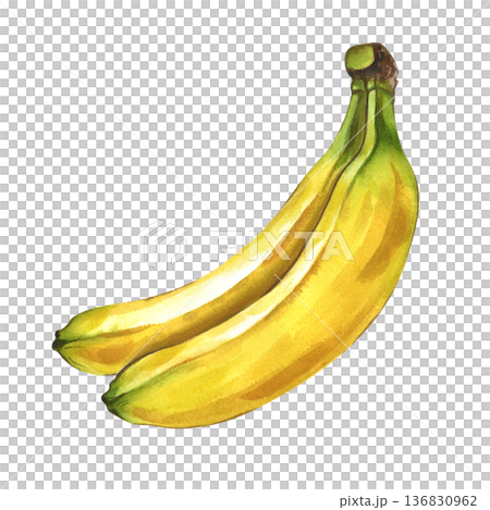 A bunch of two ripe bananas on an isolated background. Watercolor illustration of realistic yellow fruits. Botanical clipart in natural colors for the design of healthy food and baby food themes. 136830962