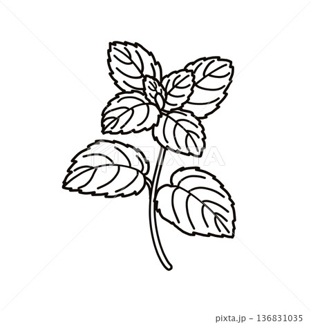 【ハーブ】ミント_線画 【ハーブ】ミント_線画 136831035