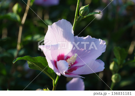 ムクゲの花 136831181
