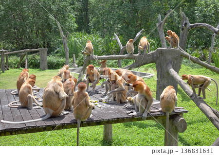 Proboscis monkeys, endemic species to island of Borneo, Malaysia. 136831631