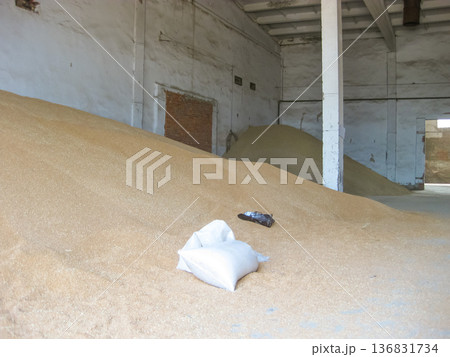 Heap of grains of barley and wheat in stock 136831734