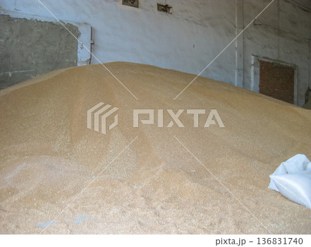 Heap of grains of barley and wheat in stock 136831740
