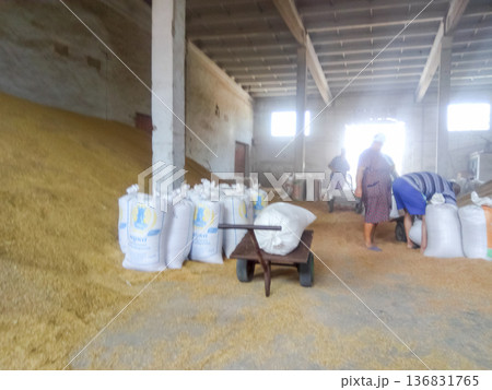 Heap of grains of barley and wheat in stock Heap of grains of barley and wheat in stock 136831765