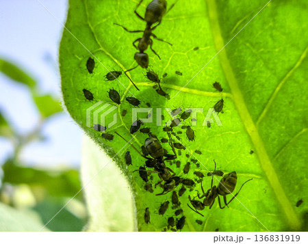 Ants graze a colony of aphids on the inside of the leaf. 136831919