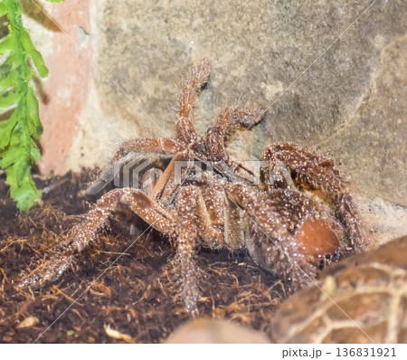 Tarantula in the terrarium 136831921
