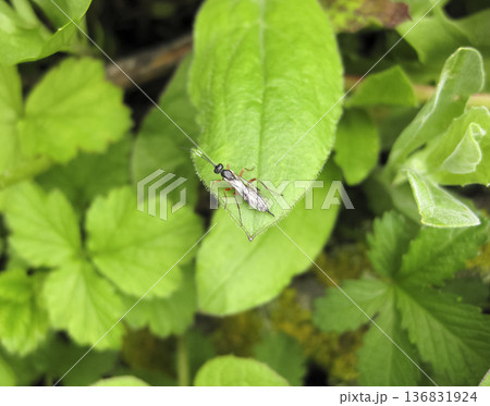 Ichneumonidae. a real rider. Hymenoptera insect. 136831924