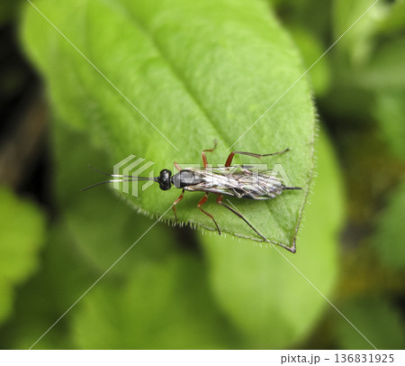 Ichneumonidae. a real rider. Hymenoptera insect. 136831925