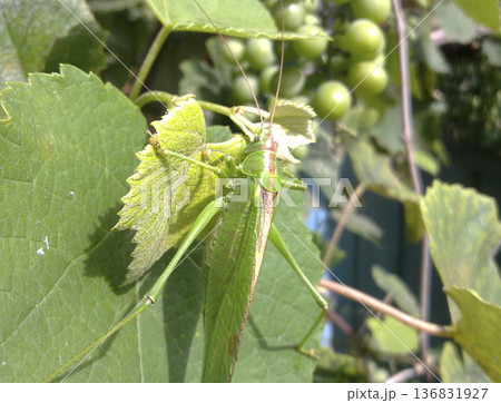 A green grasshopper on the vineyard foliage A green grasshopper on the vineyard foliage 136831927