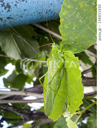 A green grasshopper on the vineyard foliage A green grasshopper on the vineyard foliage 136831930