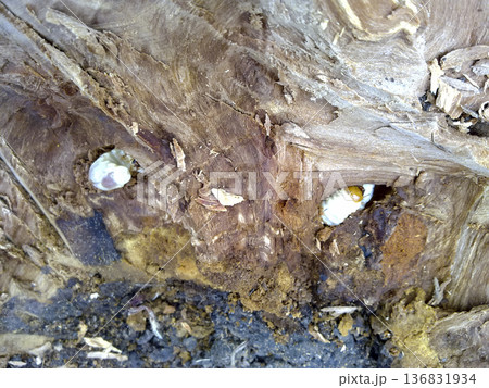 Larva of a bark beetle in a rotten stump. 136831934