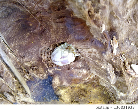 Larva of a bark beetle in a rotten stump. Larva of a bark beetle in a rotten stump. 136831935