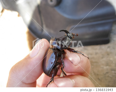The rhinoceros beetle is in the hands of man. A rigid-winged insect. 136831943