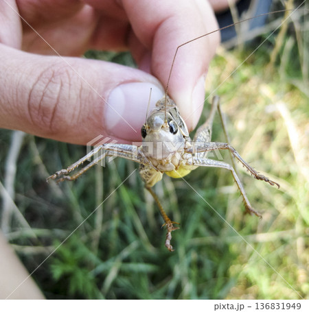 A brown grasshopper in man's pockets. the jaws of a grasshopper. 136831949