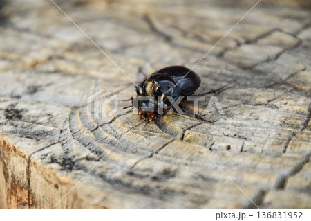 A rhinoceros beetle on a cut of a tree stump. A pair of rhinoceros beetles A rhinoceros beetle on a cut of a tree stump. A pair of rhinoceros beetles 136831952