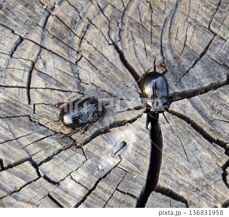A rhinoceros beetle on a cut of a tree stump. A pair of rhinoceros beetles 136831958